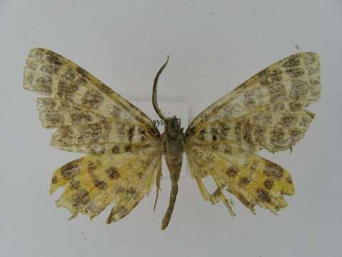 Image de Arichanna melanaria Linnaeus 1758