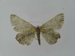 Image of Alcis angulifera Butler 1878