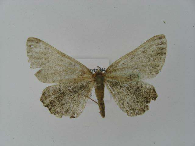 Image of Alcis angulifera Butler 1878