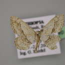 Image of Scopula cinnamomata Fletcher 1955