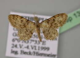 Image of Idaea fumilinea Warren 1903