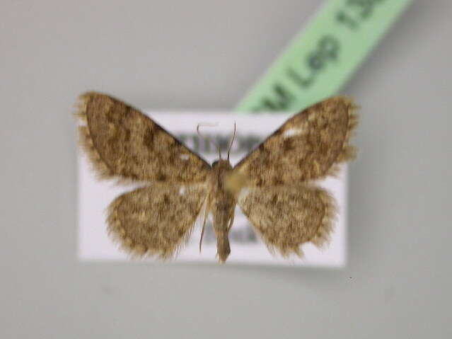 Image of Idaea fumilinea Warren 1903