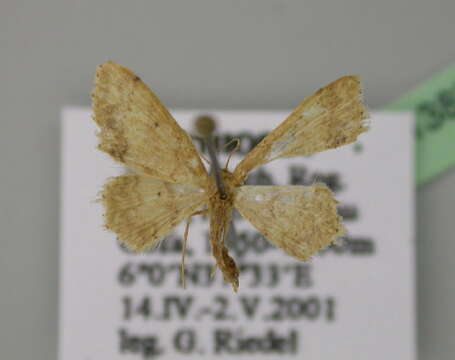 Image of Idaea pulveraria Snellen 1872