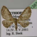 Image of Eupithecia dissonans Herbulot 1954
