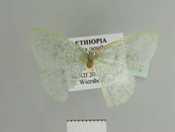 Image of Prasinocyma aetheraea Debauche 1937