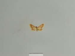 Image of Idaea amputata Warren 1899