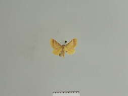 Image of Idaea amputata Warren 1899