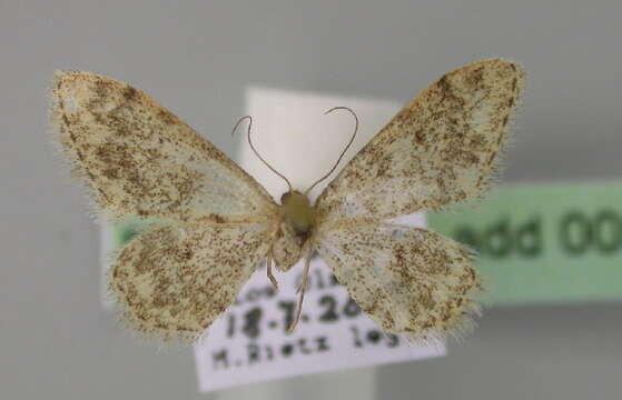 Image of Idaea alyssumata Millière 1873