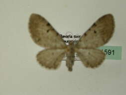 Слика од Eupithecia expallidata Doubleday 1856