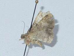 Image of <i>Psilalcis isombra</i>