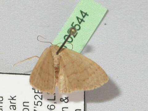 Image of Idaea