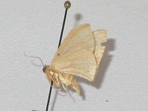 Image of Idaea