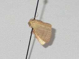 Image of Idaea