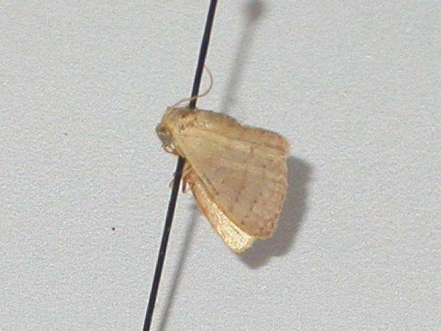 Image of Idaea