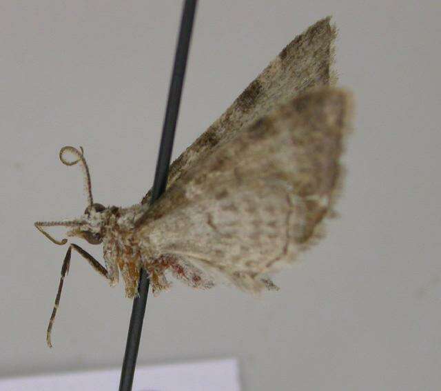 Image of Eupithecia costivallata Warren 1904