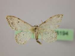 Image of Idaea camparia Herrich-Schäffer 1851