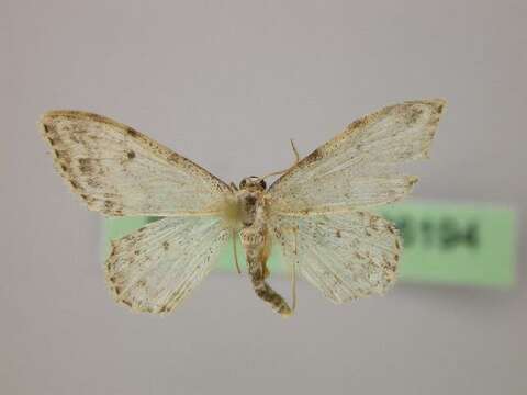 Image of Idaea camparia Herrich-Schäffer 1851