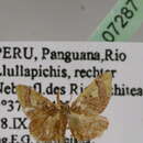 Image of Idaea subcrinita Schaus 1913