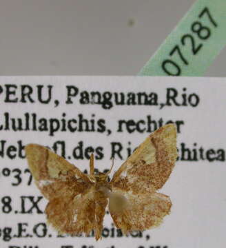 Image of Idaea subcrinita Schaus 1913