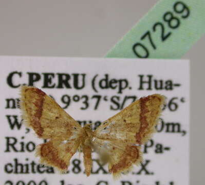 Image of Idaea subcrinita Schaus 1913