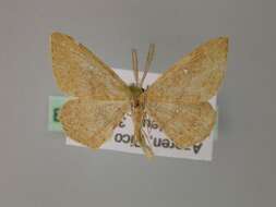 Image of Cyclophora maderensis Bethune-Baker 1891