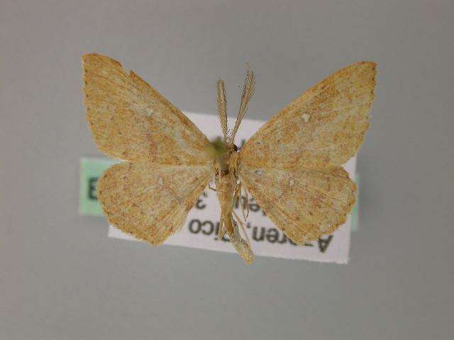 Image of Cyclophora maderensis Bethune-Baker 1891