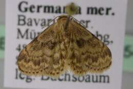 صورة Idaea inquinata Scopoli 1763