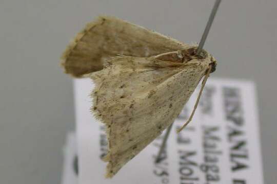 صورة <i>Idaea minuscularia</i>