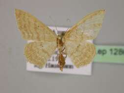 Image of Idaea consanguinaria Lederer 1853