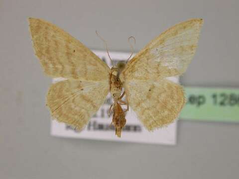 Image of Idaea consanguinaria Lederer 1853