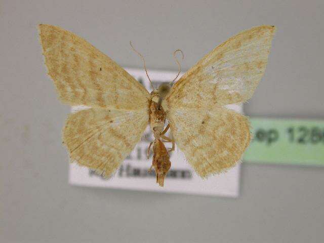 Image of Idaea consanguinaria Lederer 1853