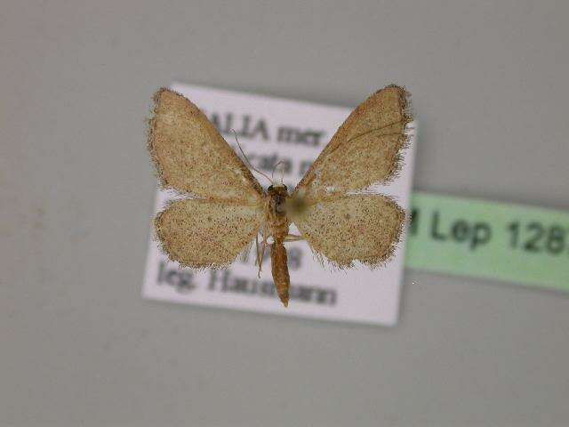 Image of Idaea infirmaria Rambur 1833