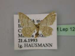 صورة Idaea dilutaria Hübner 1798