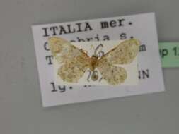 صورة Idaea inquinata Scopoli 1763