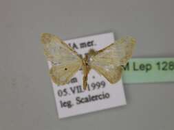 Image of Idaea politaria Hübner 1799