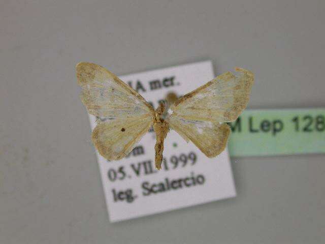 Image of Idaea politaria Hübner 1799