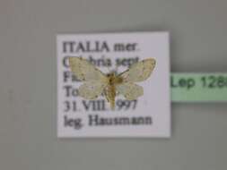 Image of Idaea efflorata Zeller 1849