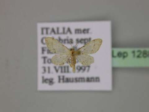 Image of Idaea efflorata Zeller 1849