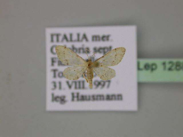 Image of Idaea efflorata Zeller 1849