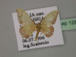 Image de Idaea ostrinaria