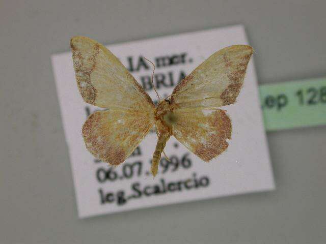 صورة Idaea ostrinaria