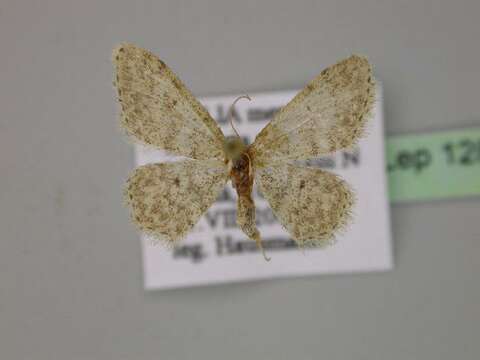 Image of Idaea typicata Guenée 1858