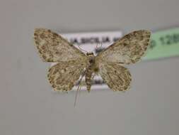 Image of Idaea camparia Herrich-Schäffer 1851