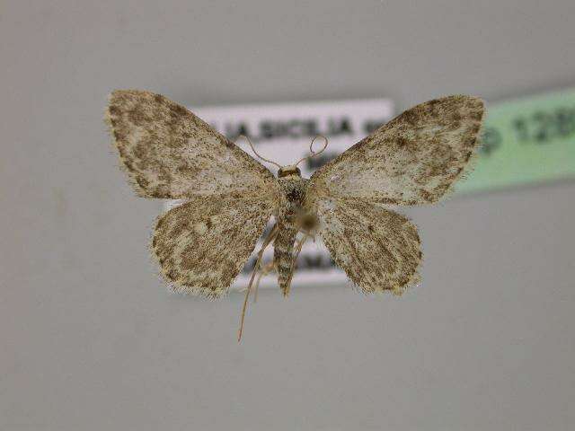 Image of Idaea camparia Herrich-Schäffer 1851