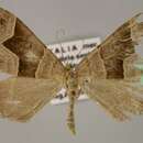 Image of <i>Scotopteryx angularia</i>