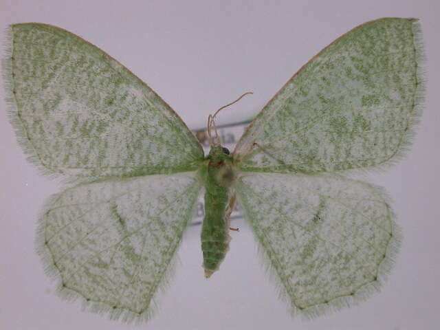 Image of Prasinocyma aetheraea Debauche 1937