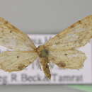 Image of Idaea subscutulata