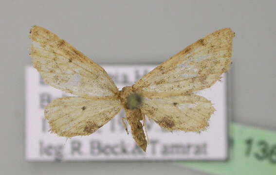 Image of Idaea subscutulata