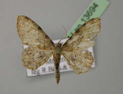 Image of Scopula nigrinotata Warren 1897