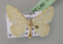 Image of <i>Scopula chalcographata</i>